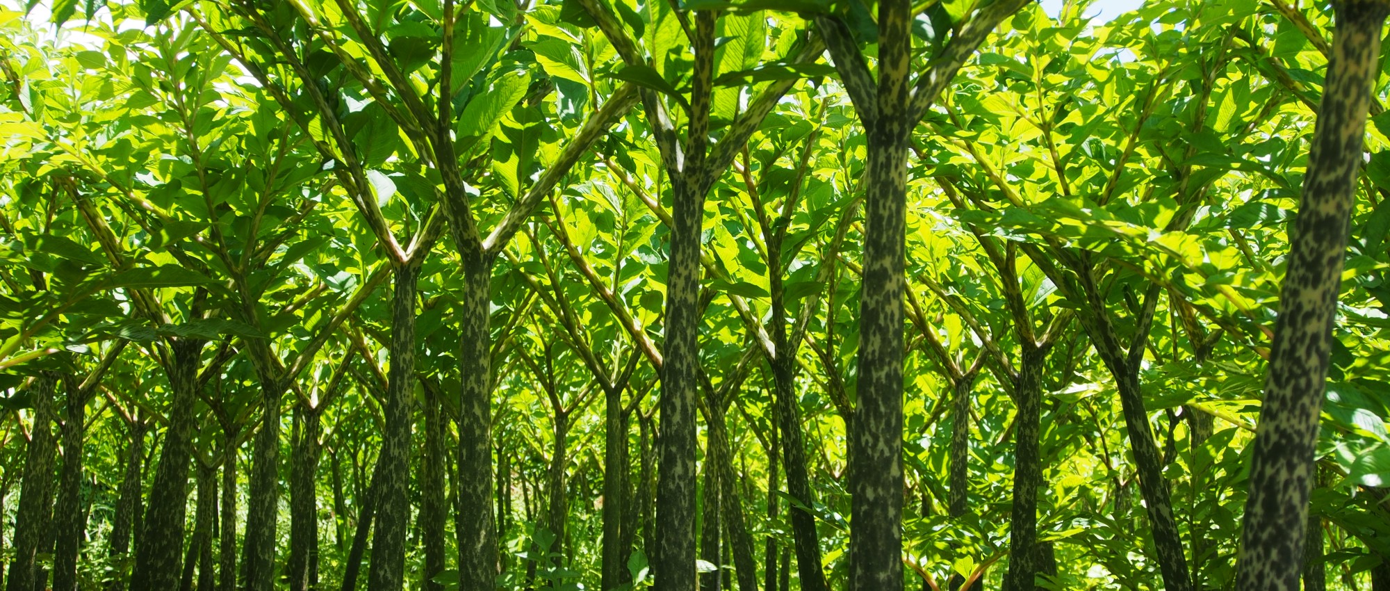 feuilles-d'amorphophallus-konjac