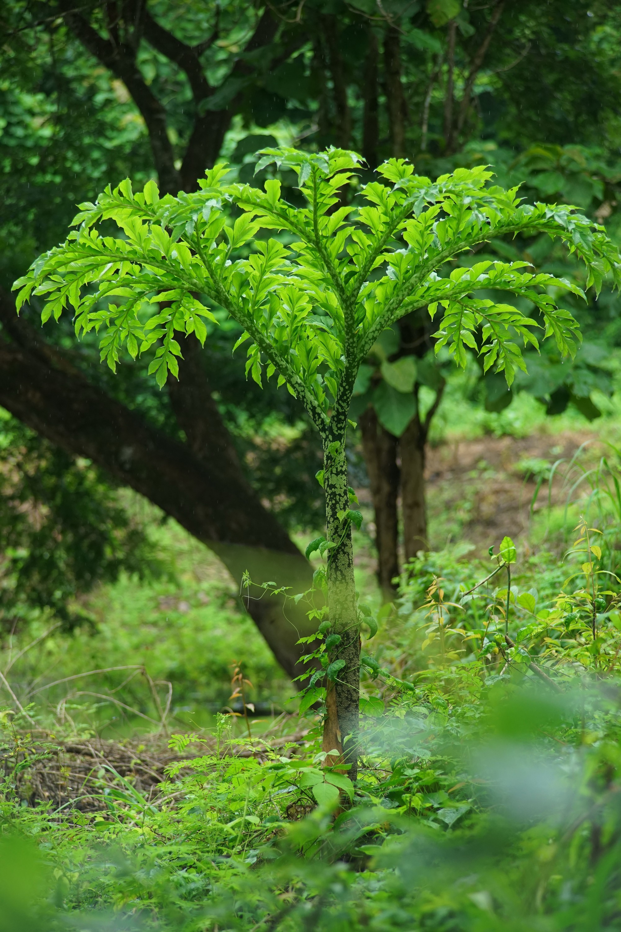 Plante d'Amorphophallus konjac cultivé en agroforesterie